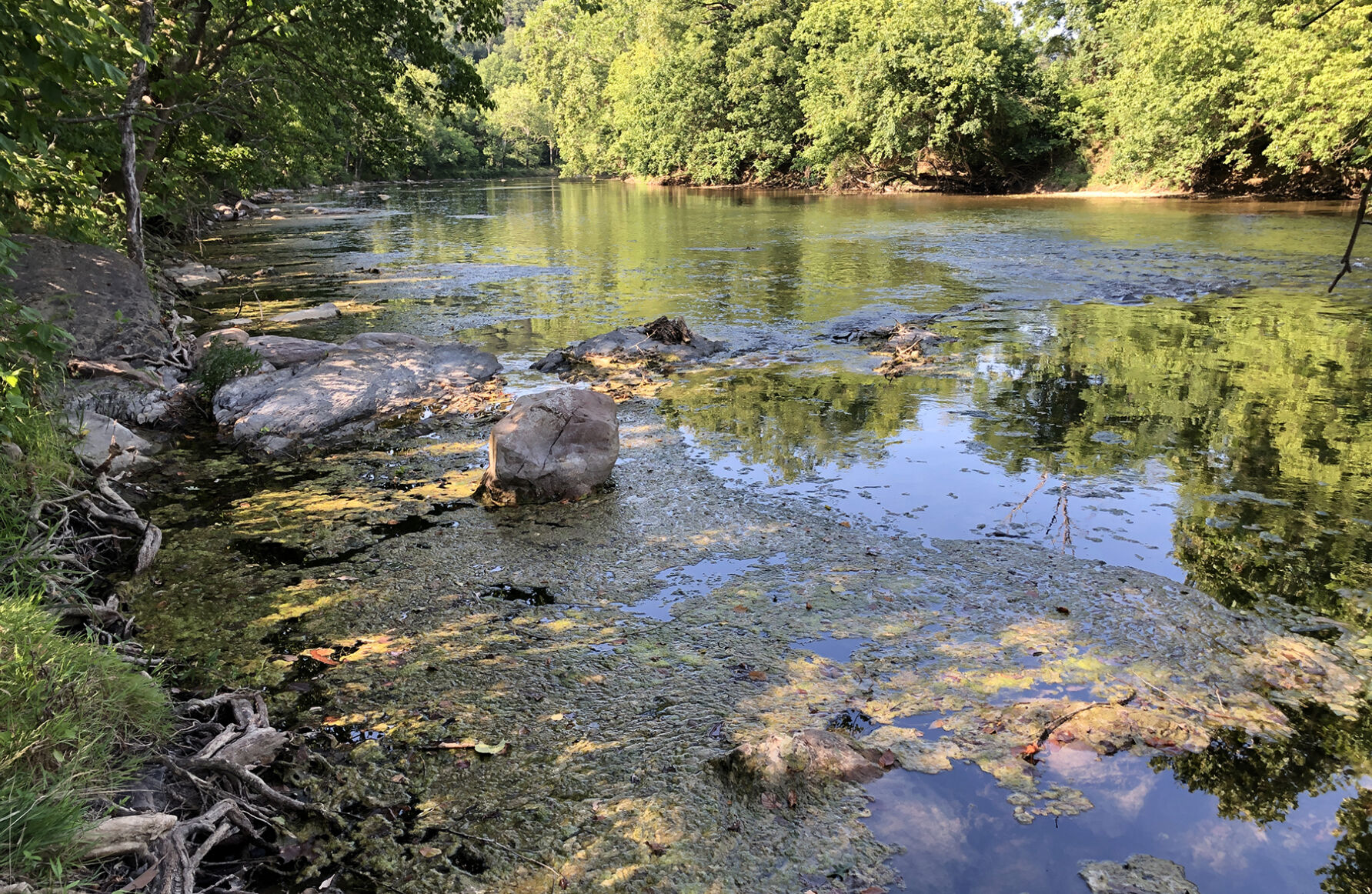 Algae Shenandoah North Fork
